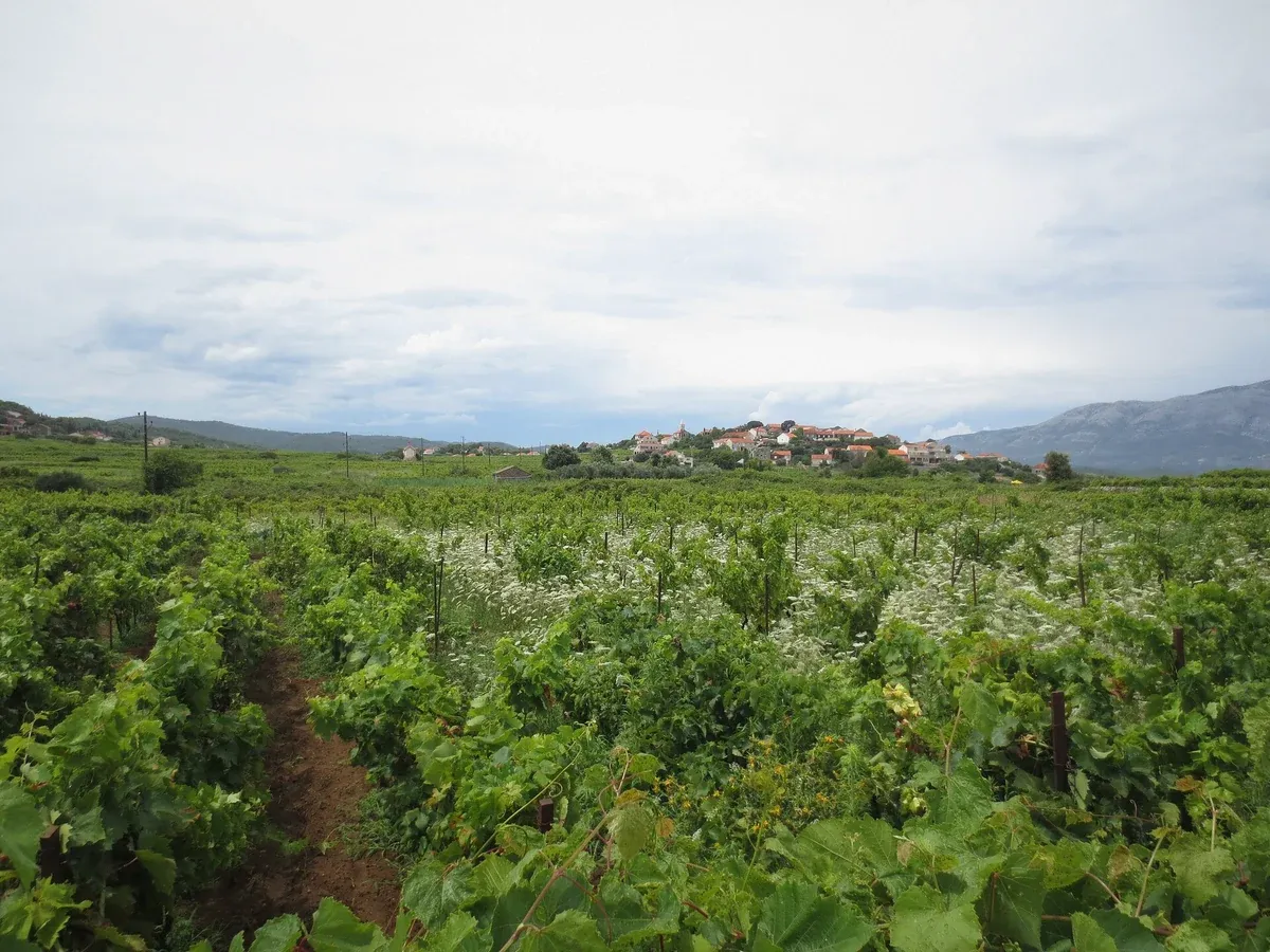 Green vineyards on the Lumbarda peninsula near Korcula where the Grk wine for the tasting is grown